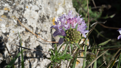 Scabiosa