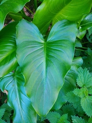 Zantedeschia aethiopica
