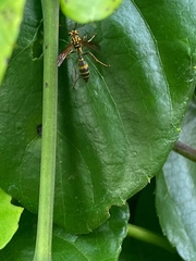 Polybia fastidiosuscula