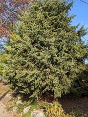 Picea meyeri