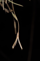 Tillandsia capillaris