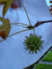 Liquidambar styraciflua