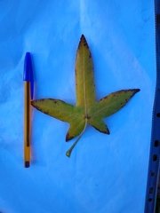 Liquidambar styraciflua