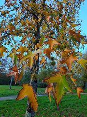 Liquidambar styraciflua
