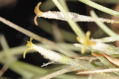 Tillandsia capillaris