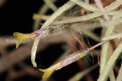 Tillandsia capillaris