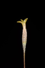 Tillandsia capillaris