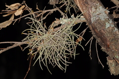 Tillandsia capillaris