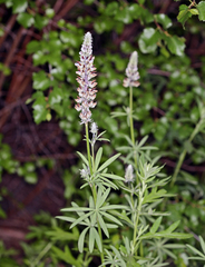 Lupinus pratensis pratensis