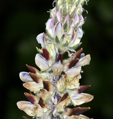 Lupinus pratensis pratensis