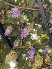 Petrea