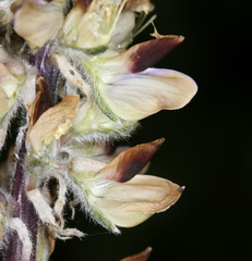 Lupinus pratensis pratensis