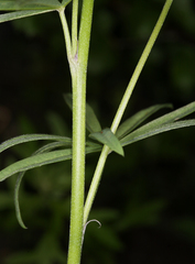 Lupinus pratensis pratensis
