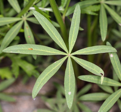Lupinus pratensis pratensis