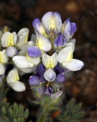 Lupinus malacophyllus