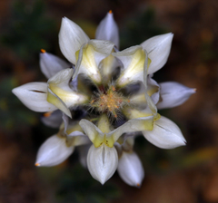 Lupinus malacophyllus