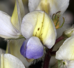 Lupinus malacophyllus