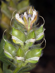 Lupinus malacophyllus