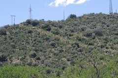 Aloe ferox