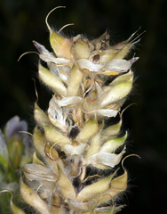 Lupinus malacophyllus