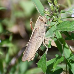 Schistocerca impleta