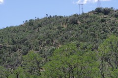 Aloe ferox