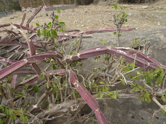 Cissus quadrangularis quadrangularis