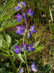 Lupinus rivularis
