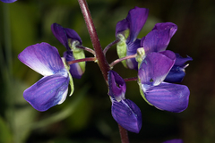 Lupinus rivularis