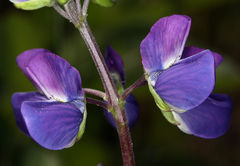 Lupinus rivularis