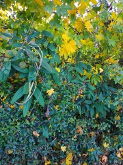 Viburnum rhytidophyllum