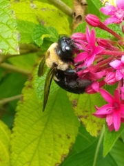 Xylocopa virginica image