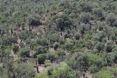 Aloe ferox