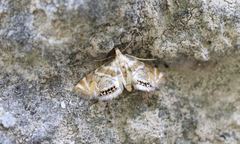 Petrophila heppneri