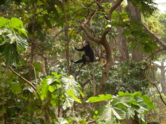 Ursine Colobus photo 5