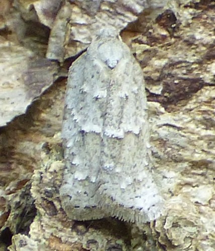 North American Black-headed Birch Leaffolder Moth photo 3