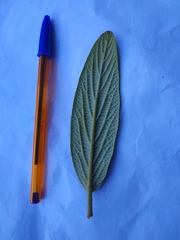 Viburnum rhytidophyllum
