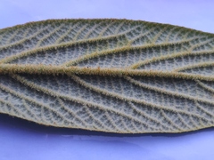 Viburnum rhytidophyllum