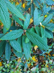 Viburnum rhytidophyllum