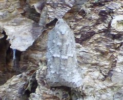 Acleris placidana