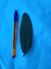 Viburnum rhytidophyllum
