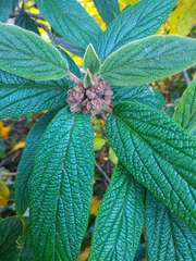 Viburnum rhytidophyllum