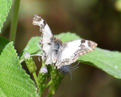 Heliopetes laviana