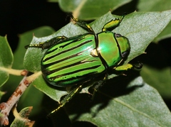 Chrysina gloriosa