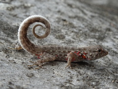 Pristurus