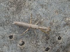 Microthespis dmitriewi