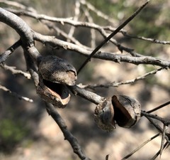 Hakea mitchellii