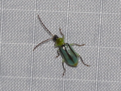 Diabrotica longicornis