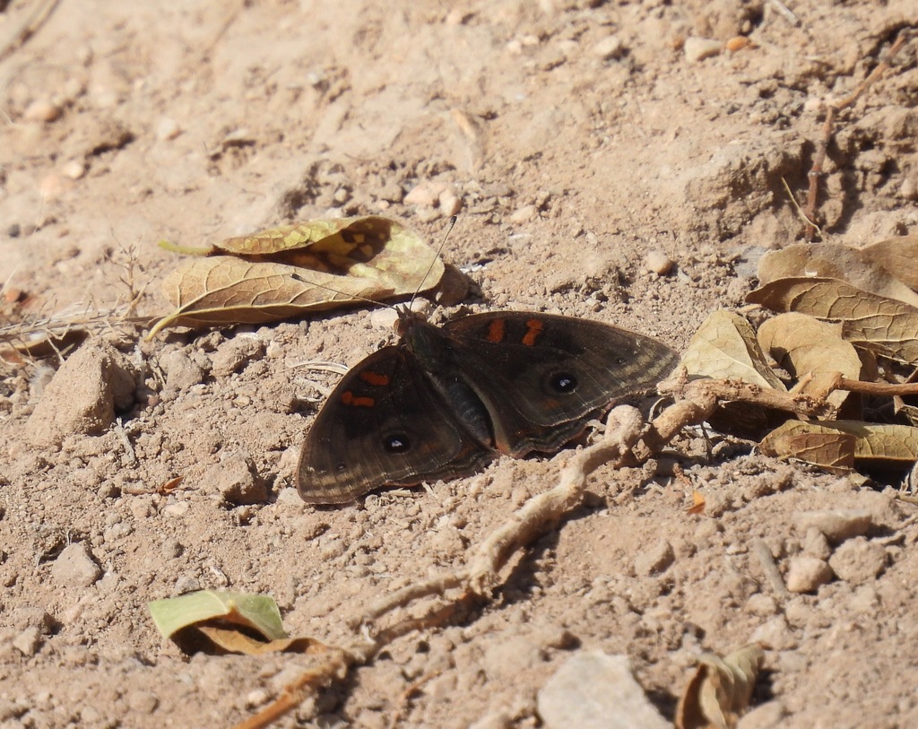 Dark Buckeye
