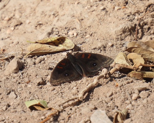 Dark Buckeye